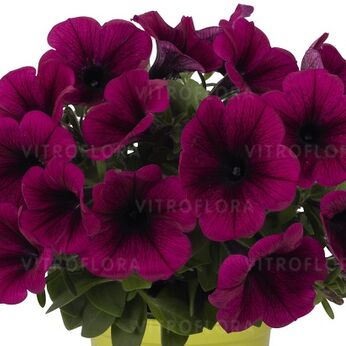 Potunia™ Purple