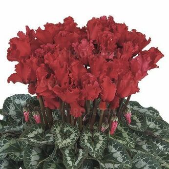 Halios Curly® Ecarlate Vif 2415 (Bright Scarlet)
