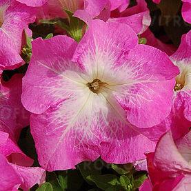 Limbo Rose Morn (Lupo)