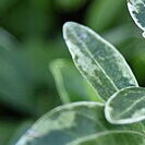 Variegata