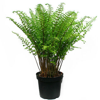 Dryopteris affinis Cristata The King