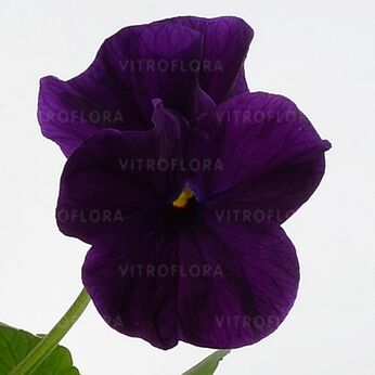 Cornet Purple