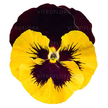 Select Yellow Red-Wing