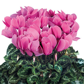 Halios Fuchsia Clair