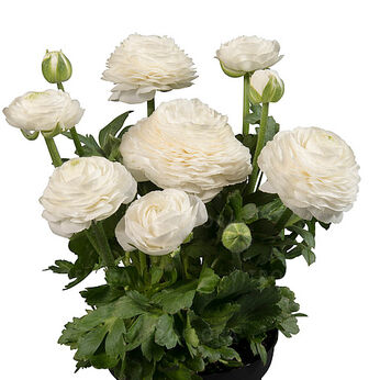 Sprinkles Dwarf White