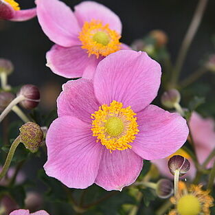 Summer Breeze Bright Pink