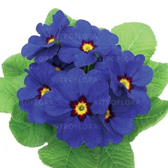 Hethor Blue Red Eye - mid