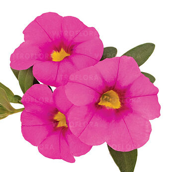 Bloomtastic Hot Pink