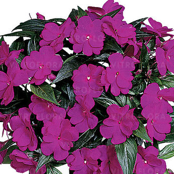 Harmony Dark Violet