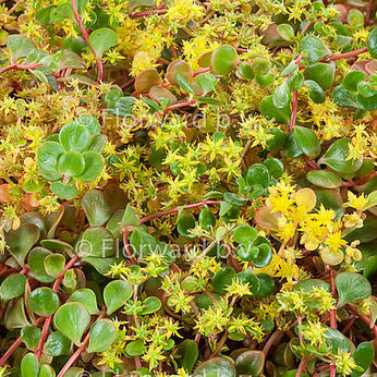 Sedum makinoi