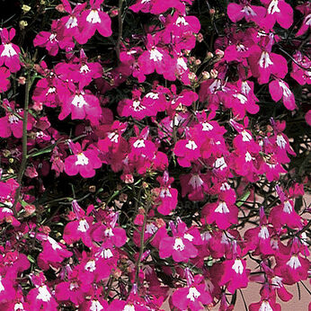 Riviera Rose