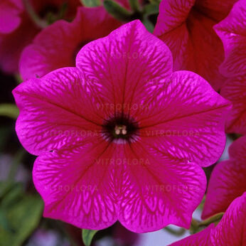 Fanfare Hot Rose