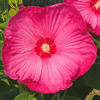 Pink Jake (Just Pink)