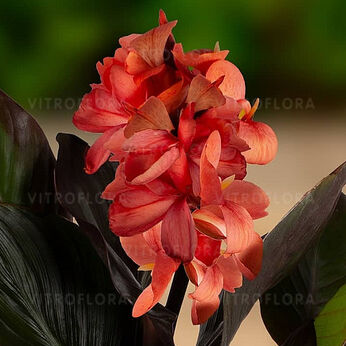 CannaSun Rosita