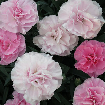 Dinamic Pink to White