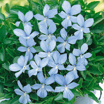 Boughton Blue