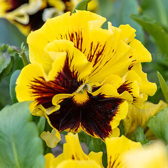Ruffles Yellow