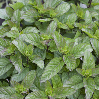Chocolate Mint