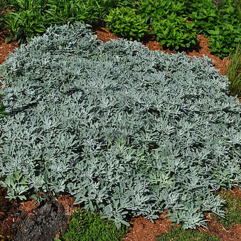 Silver Brocade