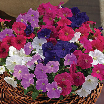 Picobella Mix