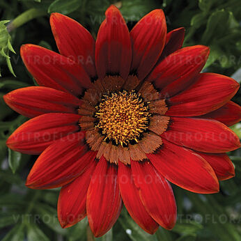Big-Kiss Red