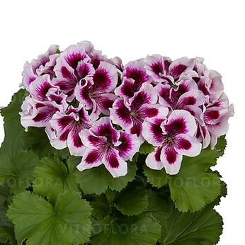 Regalia Lilac
