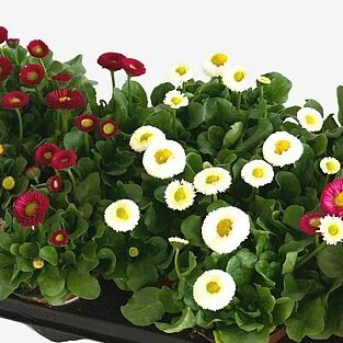 BellaDaisy Mix