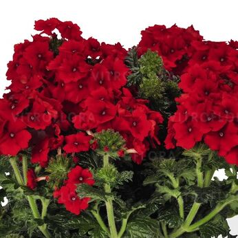 Empress™ Flair Red 2027