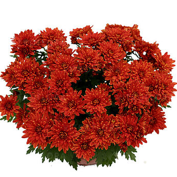 Dynamic Bronze (Orange)