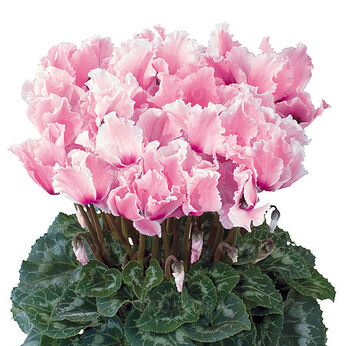 Halios Curly® Fuchsia Clair & Flamme