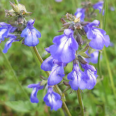 Salvia forreri