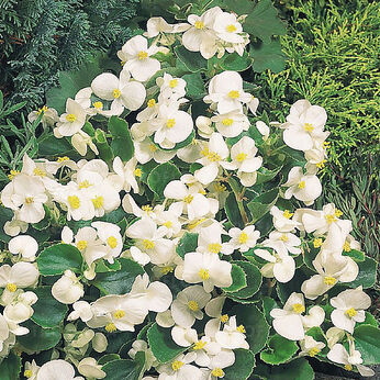 Milet Olympia White