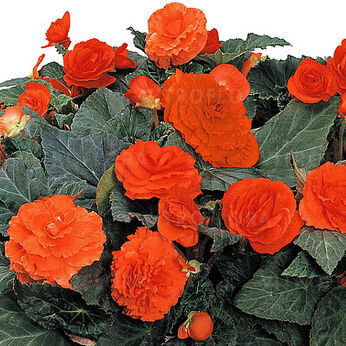 Fortune Orange Shades