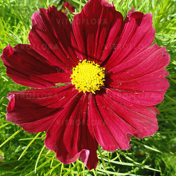 Casanova Red