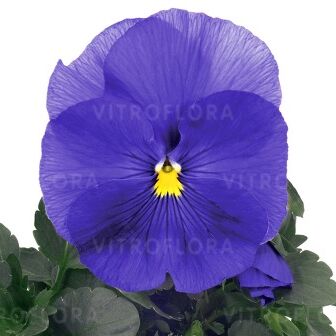 Inspire® Plus True Blue