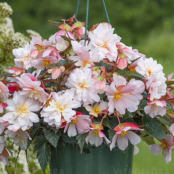 SweetSpice Appleblossom Impr.
