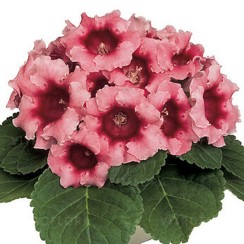 Avanti Peach Rose