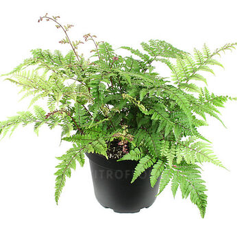 Athyrium otophorum Okanum