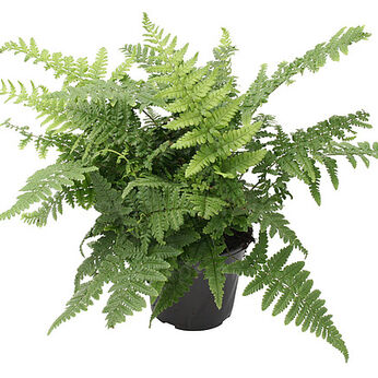 Dryopteris remota