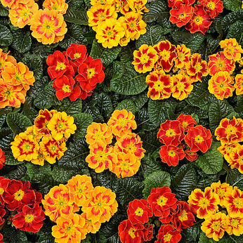 Hethor Tagetes Mix - średniowczesna