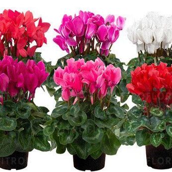 Super Serie Leopardo Mix