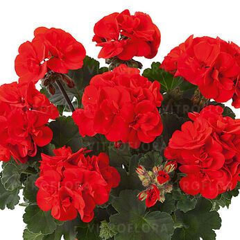 Trendix Scarlet Impr.
