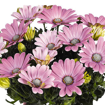 Margarita Soft Pink