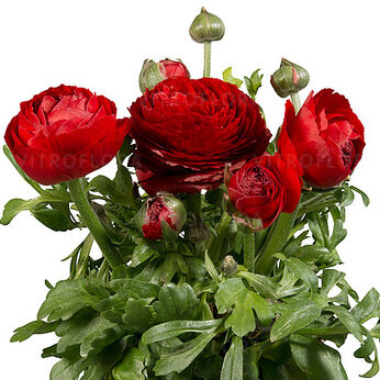 Sprinkles Dwarf Red
