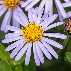 Nana Blue (Aster ageratoides 'Adustus Nanus')