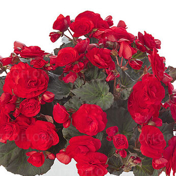 Solenia Red