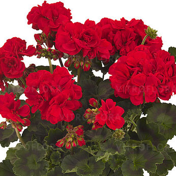 Savannah™ Really Red