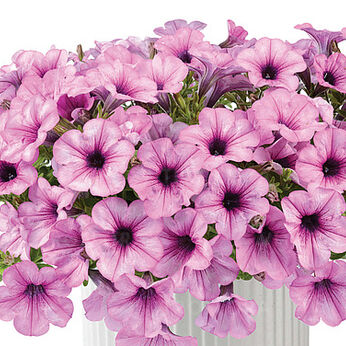 Capella Pink Lace