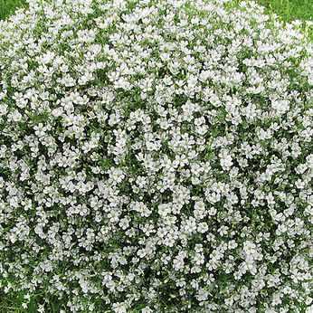 Gypsy White