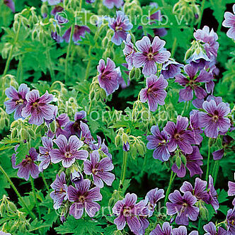 Geranium himalayense